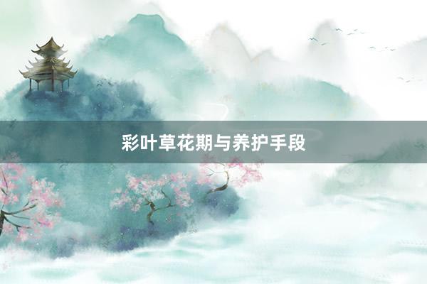 彩叶草花期与养护手段